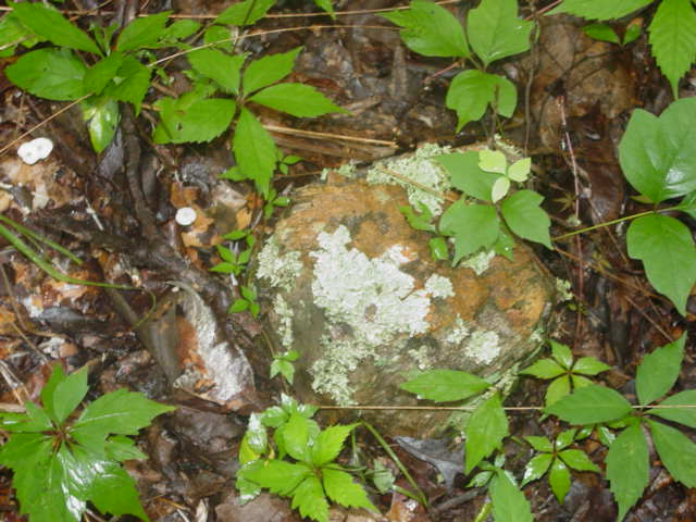 Petrified Tree Stump
