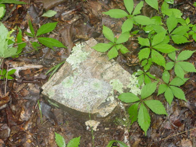 Petrified Wood